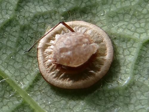 Réf. 205 101 : Dyscritulus planiceps